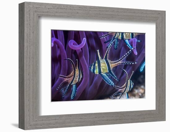 Banggai cardinalfish, Lembeh Strait, Indonesia-Georgette Douwma-Framed Photographic Print