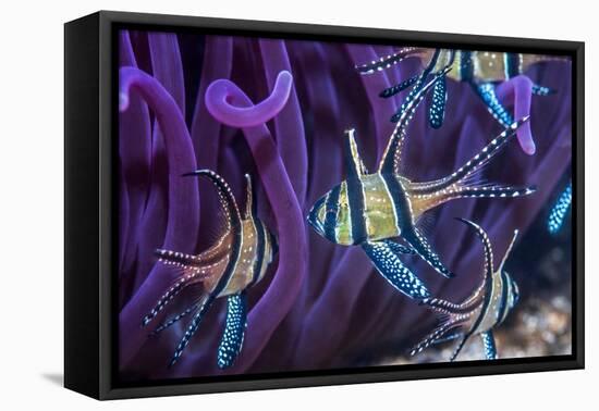 Banggai cardinalfish, Lembeh Strait, Indonesia-Georgette Douwma-Framed Premier Image Canvas