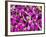 Bangkok Street Flower Market. Flowers Ready for Display at Many Places including Temples-Terry Eggers-Framed Photographic Print