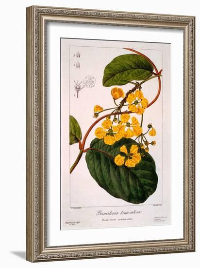 Banisteria Tomentosa, 1836-Pancrace Bessa-Framed Giclee Print