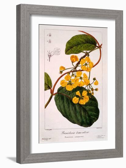 Banisteria Tomentosa, 1836-Pancrace Bessa-Framed Giclee Print