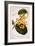 Banisteria Tomentosa, 1836-Pancrace Bessa-Framed Giclee Print