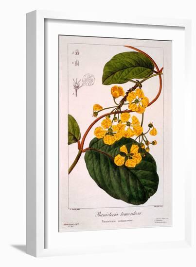 Banisteria Tomentosa, 1836-Pancrace Bessa-Framed Giclee Print