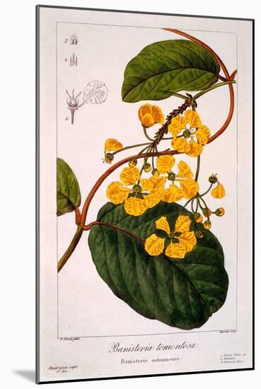 Banisteria Tomentosa, 1836-Pancrace Bessa-Mounted Giclee Print