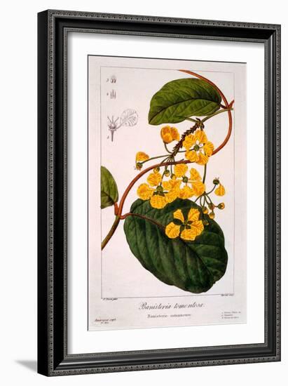 Banisteria Tomentosa, 1836-Pancrace Bessa-Framed Giclee Print