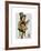 Banjo Bear-Fab Funky-Framed Art Print