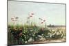 Bank of Summer Flowers-Andrew Nicholl-Mounted Giclee Print