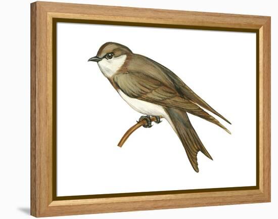 Bank Swallow (Riparia Riparia), Martin, Birds-Encyclopaedia Britannica-Framed Stretched Canvas