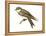 Bank Swallow (Riparia Riparia), Martin, Birds-Encyclopaedia Britannica-Framed Stretched Canvas