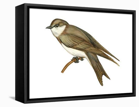 Bank Swallow (Riparia Riparia), Martin, Birds-Encyclopaedia Britannica-Framed Stretched Canvas