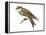 Bank Swallow (Riparia Riparia), Martin, Birds-Encyclopaedia Britannica-Framed Stretched Canvas