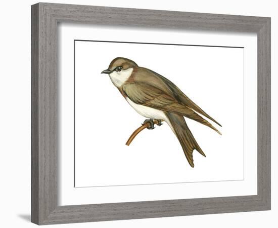 Bank Swallow (Riparia Riparia), Martin, Birds-Encyclopaedia Britannica-Framed Art Print