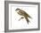 Bank Swallow (Riparia Riparia), Martin, Birds-Encyclopaedia Britannica-Framed Art Print