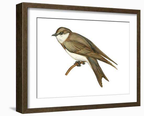 Bank Swallow (Riparia Riparia), Martin, Birds-Encyclopaedia Britannica-Framed Art Print