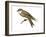 Bank Swallow (Riparia Riparia), Martin, Birds-Encyclopaedia Britannica-Framed Art Print