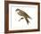 Bank Swallow (Riparia Riparia), Martin, Birds-Encyclopaedia Britannica-Framed Art Print