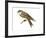 Bank Swallow (Riparia Riparia), Martin, Birds-Encyclopaedia Britannica-Framed Art Print