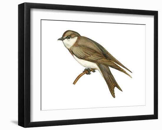 Bank Swallow (Riparia Riparia), Martin, Birds-Encyclopaedia Britannica-Framed Art Print