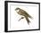 Bank Swallow (Riparia Riparia), Martin, Birds-Encyclopaedia Britannica-Framed Art Print