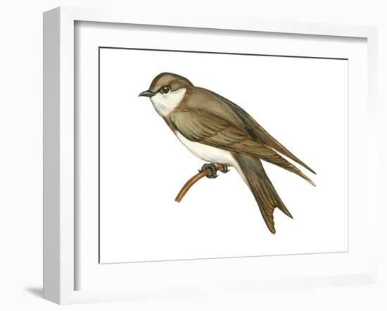 Bank Swallow (Riparia Riparia), Martin, Birds-Encyclopaedia Britannica-Framed Art Print