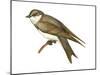 Bank Swallow (Riparia Riparia), Martin, Birds-Encyclopaedia Britannica-Mounted Art Print