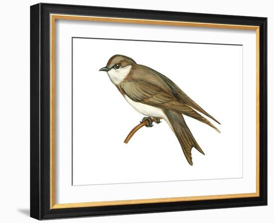 Bank Swallow (Riparia Riparia), Martin, Birds-Encyclopaedia Britannica-Framed Art Print