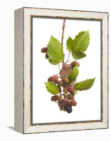 Bank Vole (Clethrionomys Glareolus) Feeding On Blackberries, Worcestershire, England-Tim Hunt-Framed Premier Image Canvas