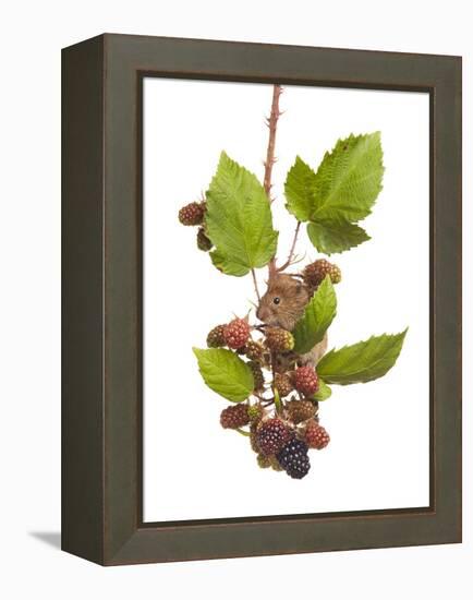 Bank Vole (Clethrionomys Glareolus) Feeding On Blackberries, Worcestershire, England-Tim Hunt-Framed Premier Image Canvas