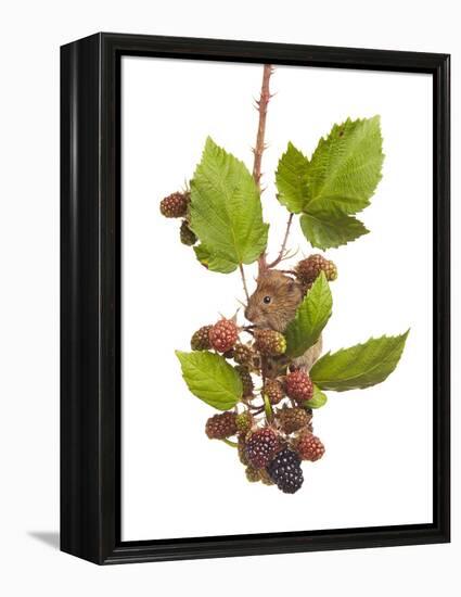 Bank Vole (Clethrionomys Glareolus) Feeding On Blackberries, Worcestershire, England-Tim Hunt-Framed Premier Image Canvas