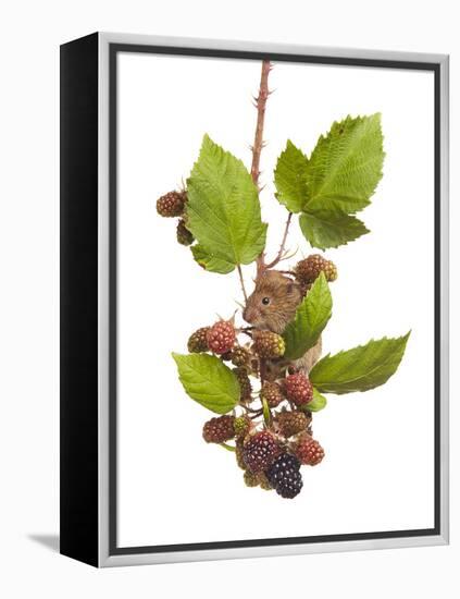 Bank Vole (Clethrionomys Glareolus) Feeding On Blackberries, Worcestershire, England-Tim Hunt-Framed Premier Image Canvas