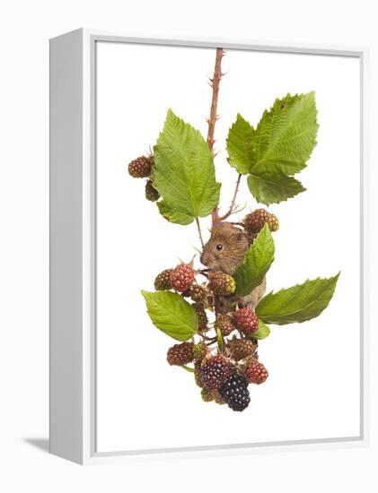 Bank Vole (Clethrionomys Glareolus) Feeding On Blackberries, Worcestershire, England-Tim Hunt-Framed Premier Image Canvas