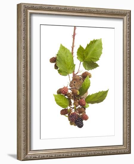 Bank Vole (Clethrionomys Glareolus) Feeding On Blackberries, Worcestershire, England-Tim Hunt-Framed Photographic Print
