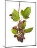 Bank Vole (Clethrionomys Glareolus) Feeding On Blackberries, Worcestershire, England-Tim Hunt-Mounted Photographic Print