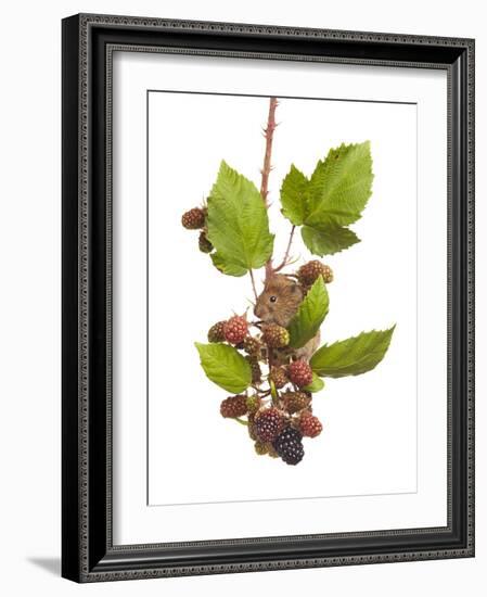 Bank Vole (Clethrionomys Glareolus) Feeding On Blackberries, Worcestershire, England-Tim Hunt-Framed Photographic Print