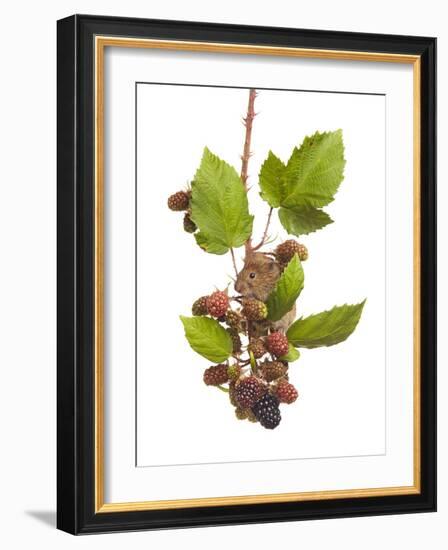 Bank Vole (Clethrionomys Glareolus) Feeding On Blackberries, Worcestershire, England-Tim Hunt-Framed Photographic Print