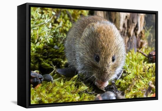 Bank Vole-Duncan Shaw-Framed Premier Image Canvas