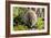 Bank Vole-Duncan Shaw-Framed Photographic Print