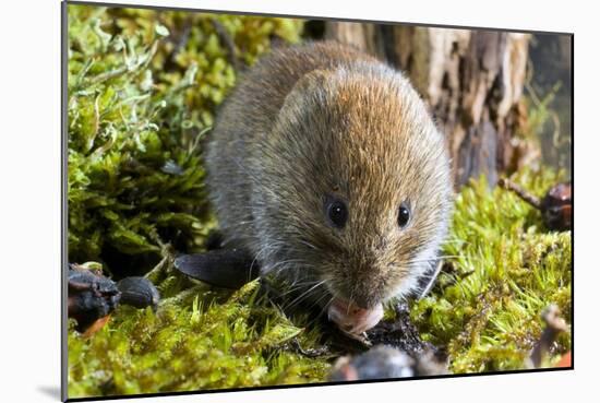 Bank Vole-Duncan Shaw-Mounted Photographic Print