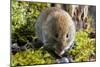 Bank Vole-Duncan Shaw-Mounted Photographic Print