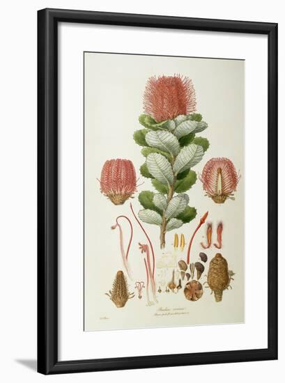 Banksia Coccinea, from 'Illustrationes Florae Novaie Hollandiae', Published 1813-Ferdinand Bauer-Framed Giclee Print