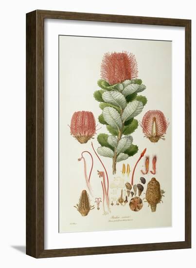 Banksia Coccinea, from 'Illustrationes Florae Novaie Hollandiae', Published 1813-Ferdinand Bauer-Framed Giclee Print
