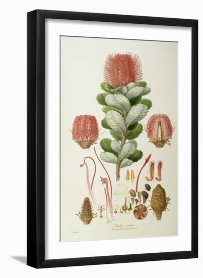 Banksia Coccinea, from 'Illustrationes Florae Novaie Hollandiae', Published 1813-Ferdinand Bauer-Framed Giclee Print