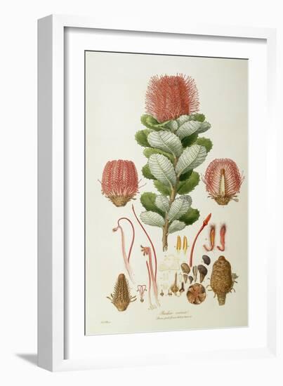 Banksia Coccinea, from 'Illustrationes Florae Novaie Hollandiae', Published 1813-Ferdinand Bauer-Framed Giclee Print