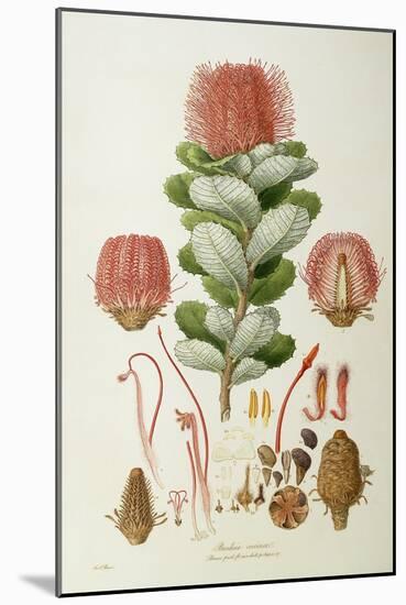 Banksia Coccinea, from 'Illustrationes Florae Novaie Hollandiae', Published 1813-Ferdinand Bauer-Mounted Giclee Print