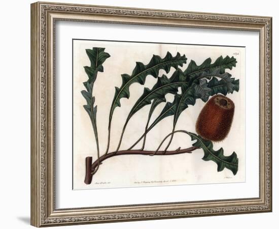 Banksia Gardneri, Australian Oiginary - Engraved by S.Watts, from an Illustration by Sarah Anne Dra-Sydenham Teast Edwards-Framed Giclee Print