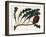 Banksia Gardneri, Australian Oiginary - Engraved by S.Watts, from an Illustration by Sarah Anne Dra-Sydenham Teast Edwards-Framed Giclee Print