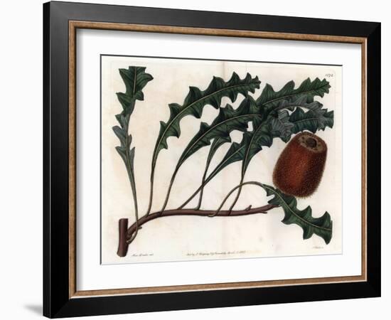 Banksia Gardneri, Australian Oiginary - Engraved by S.Watts, from an Illustration by Sarah Anne Dra-Sydenham Teast Edwards-Framed Giclee Print