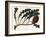 Banksia Gardneri, Australian Oiginary - Engraved by S.Watts, from an Illustration by Sarah Anne Dra-Sydenham Teast Edwards-Framed Giclee Print