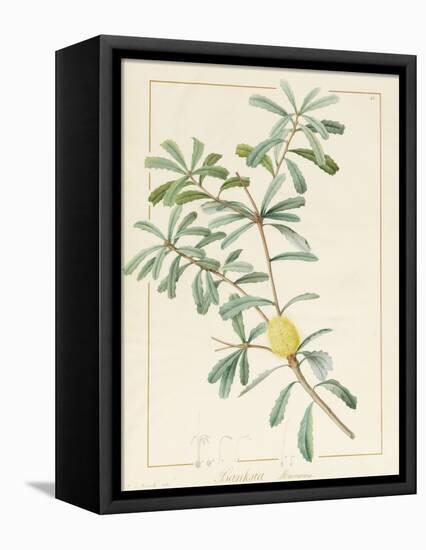 Banksia Marcescens, 1813-Pierre Joseph Redoute-Framed Premier Image Canvas