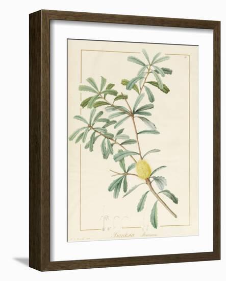 Banksia Marcescens, 1813-Pierre Joseph Redoute-Framed Giclee Print